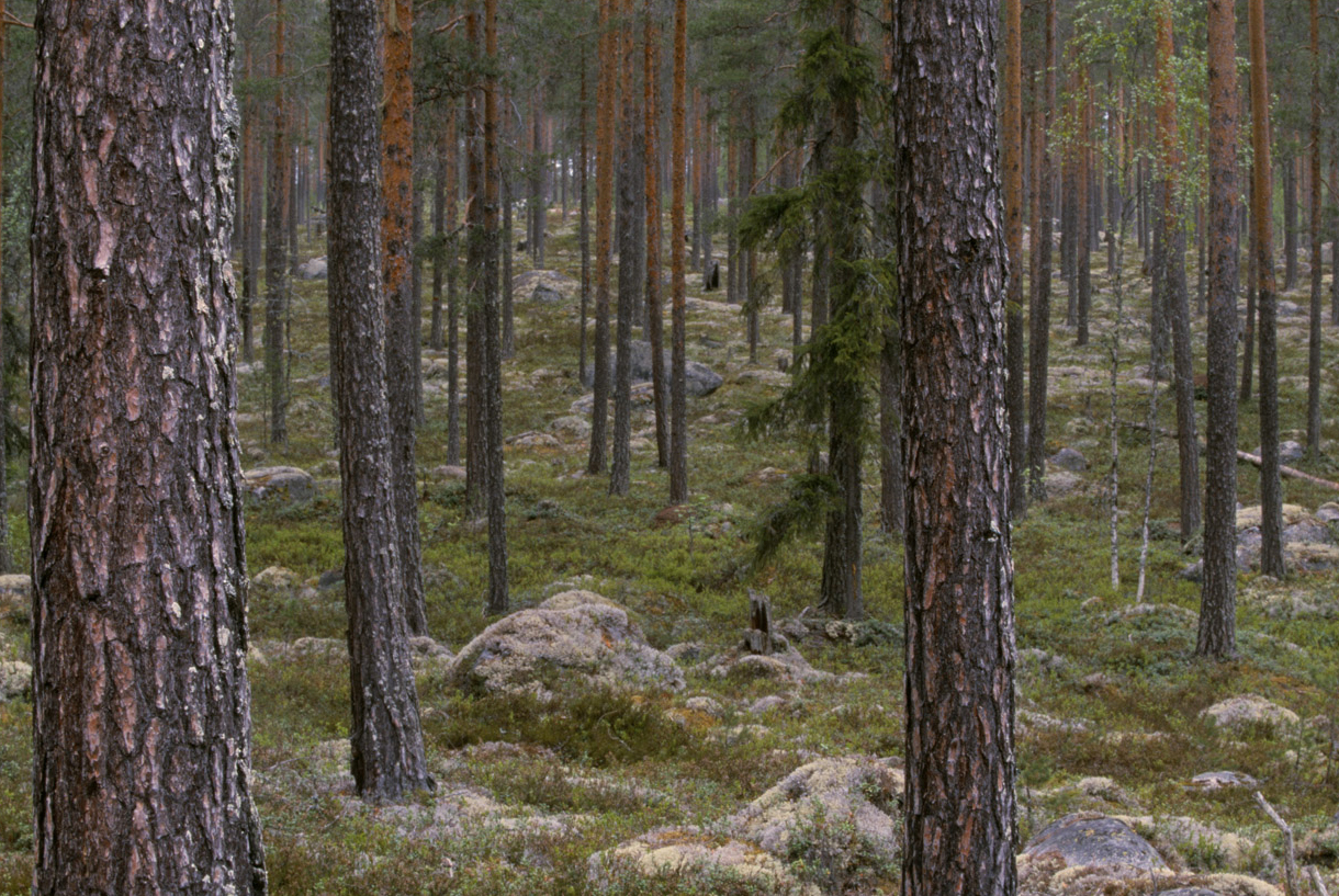 Trädstammar