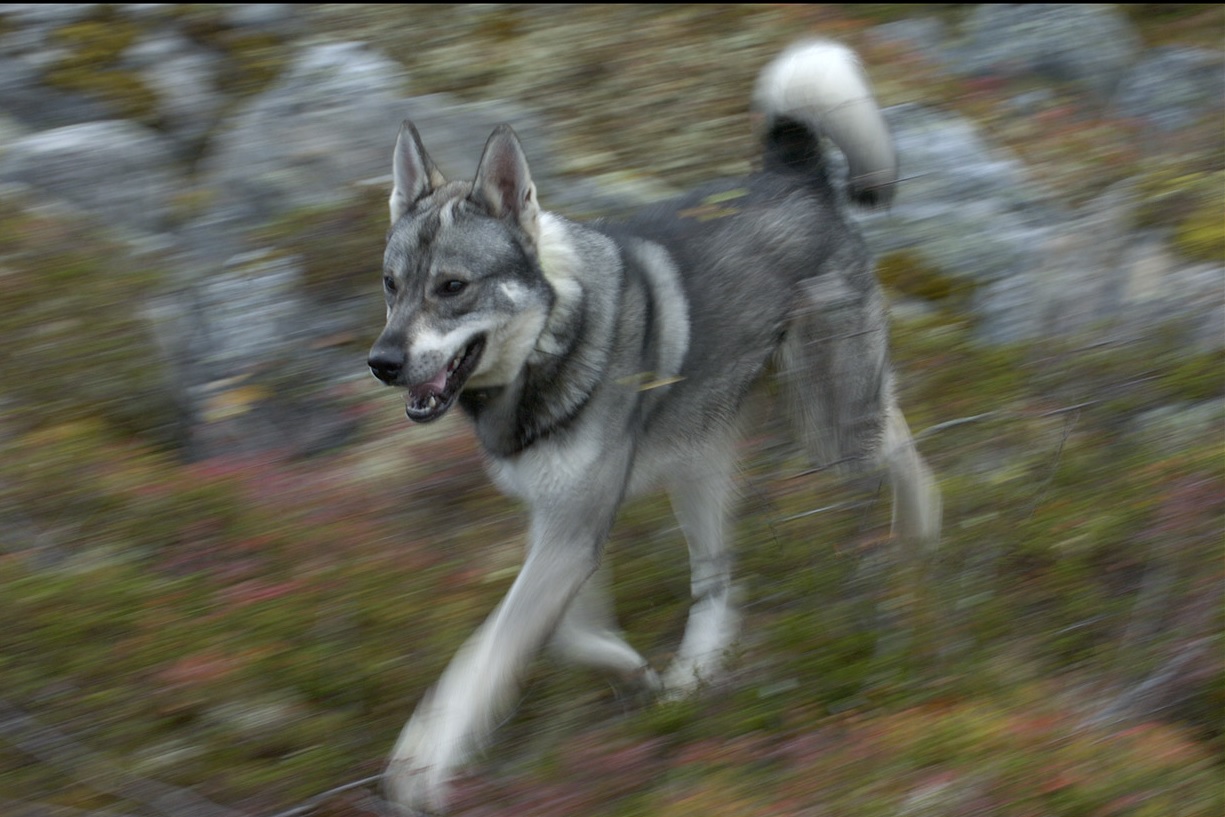 Jämthund -  © Staffan Widstrand