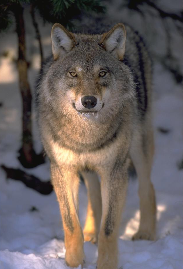 Varg framifrån -  © Magnus Elander
