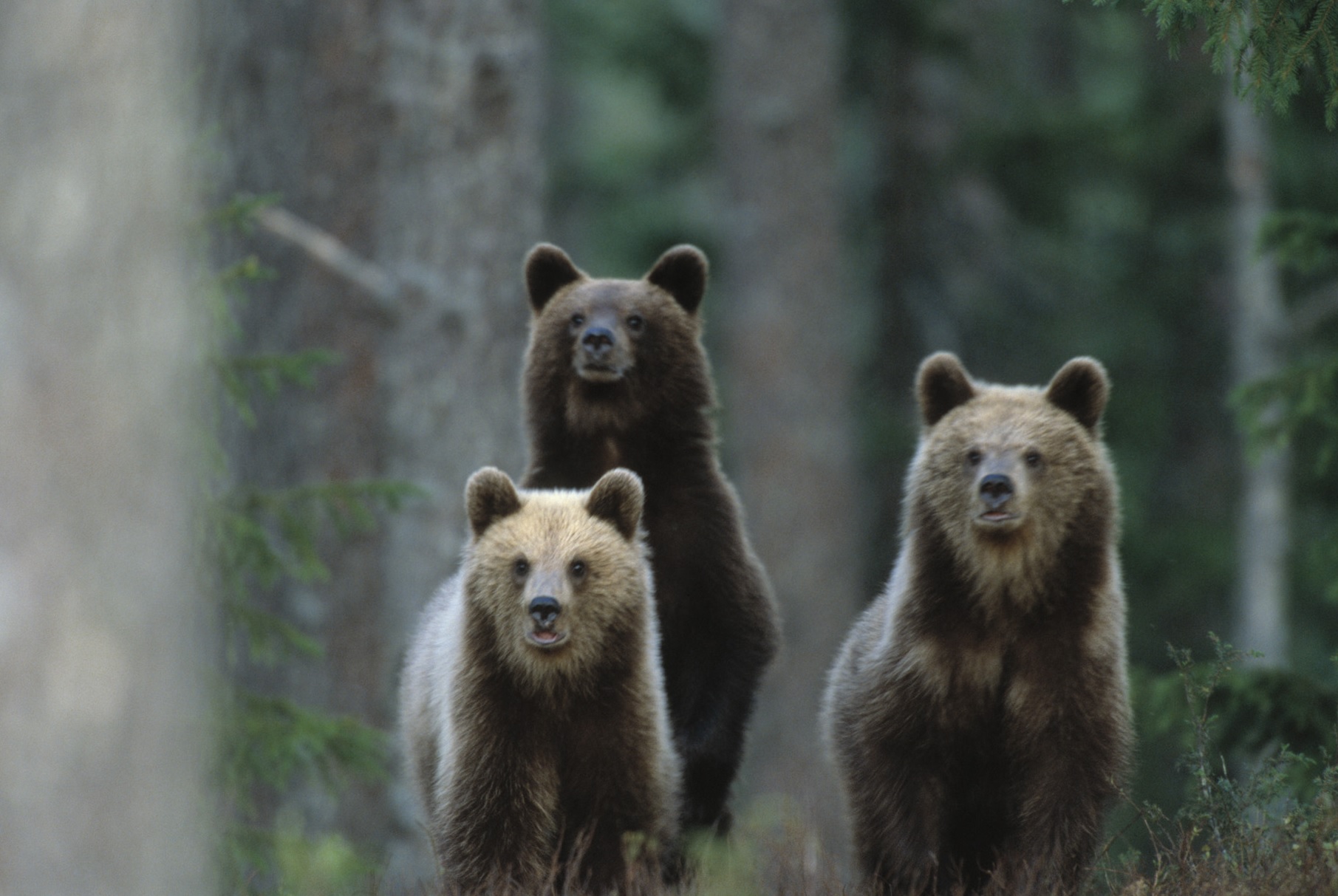 Nyfiken björnfamilj på bakben -  © Staffan Widstrand