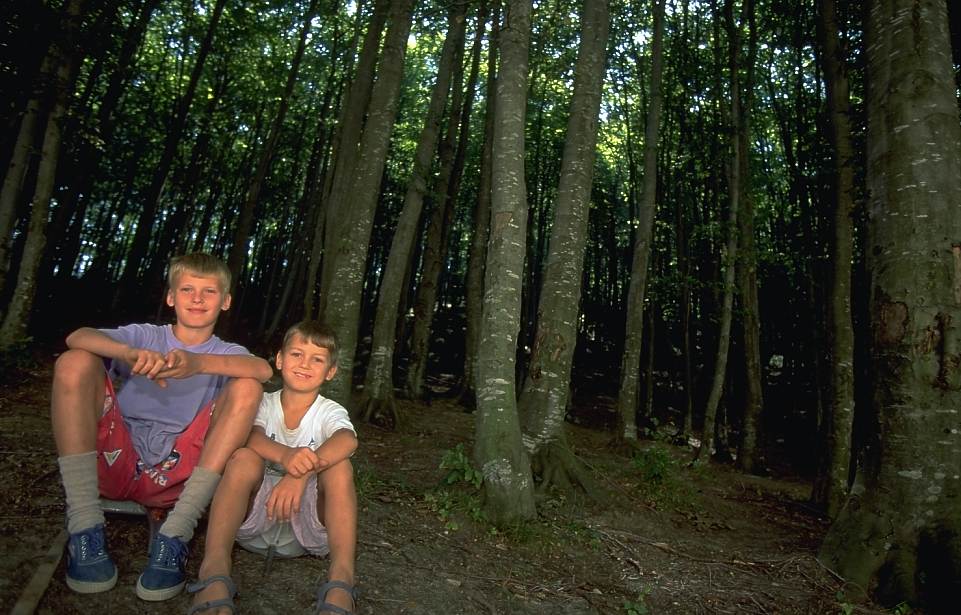 Pojkar i skogen