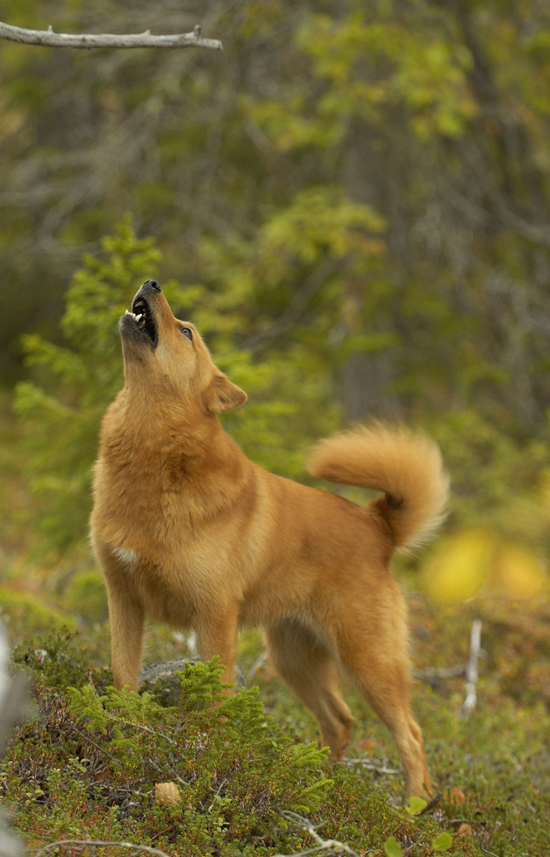 Ylande hund