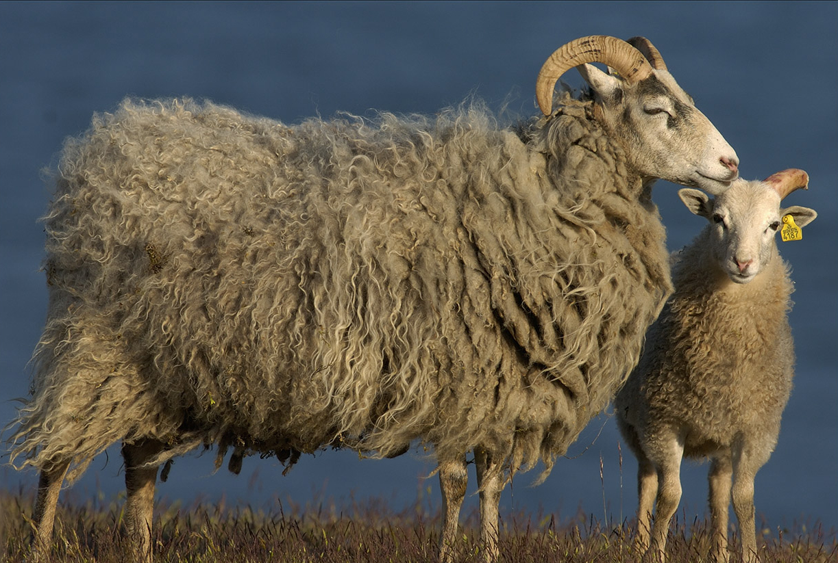 Får med lamm -  © Staffan Widstrand