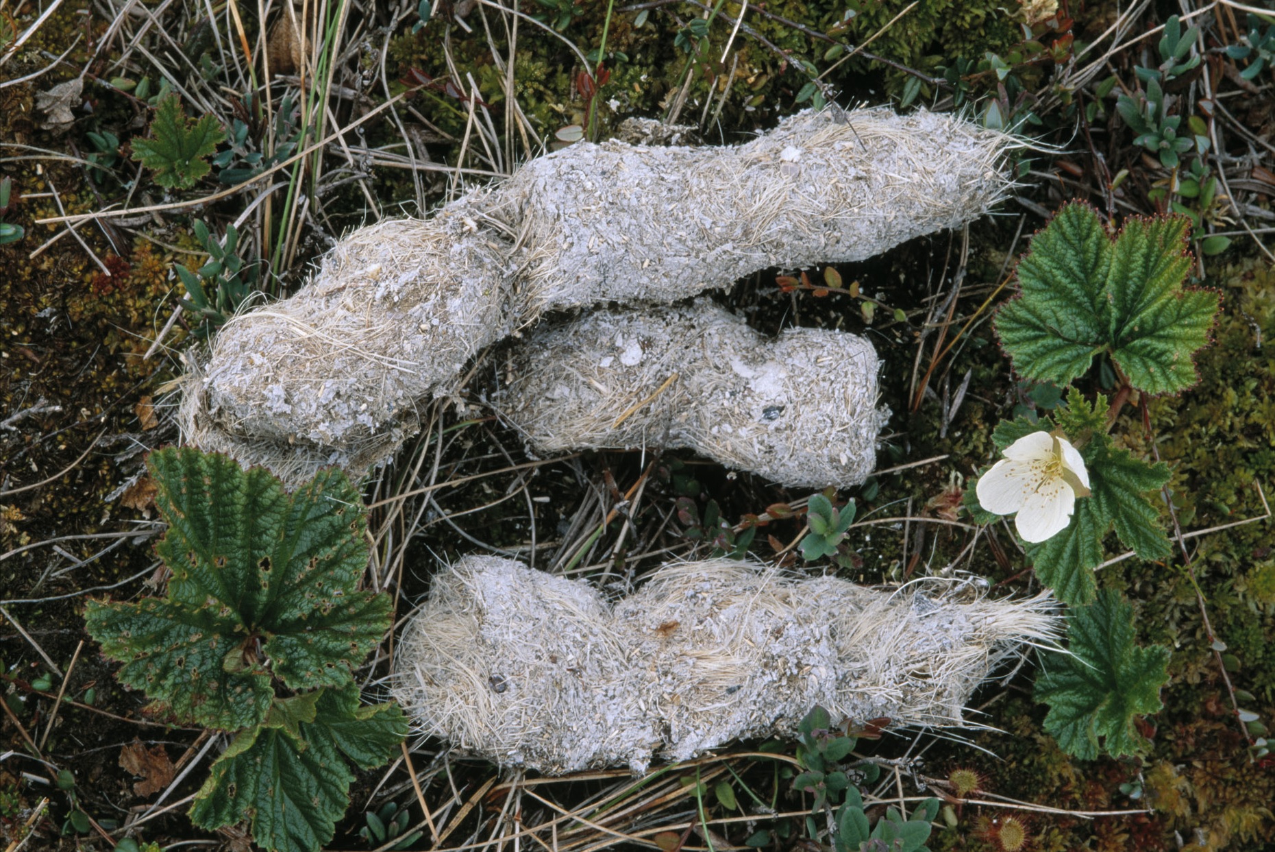 Vit spillning