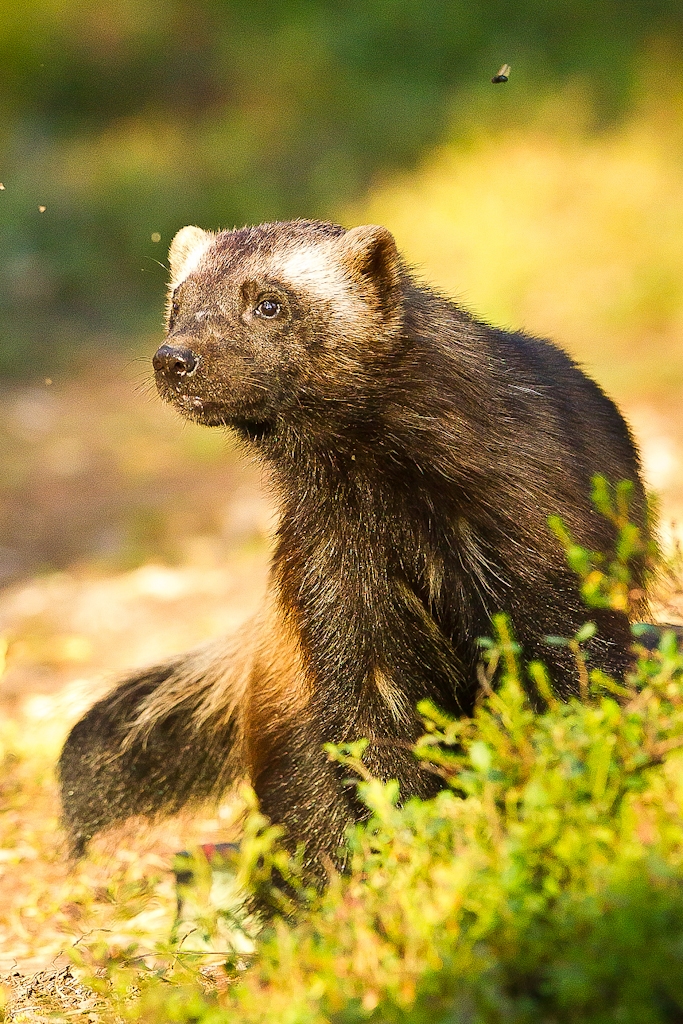 Järv tittar åt sidan -  © Thomas Atterdal