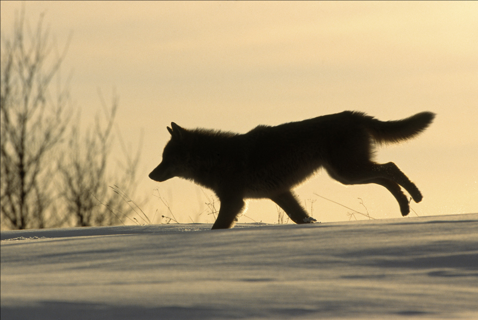  -  © Staffan Widstrand