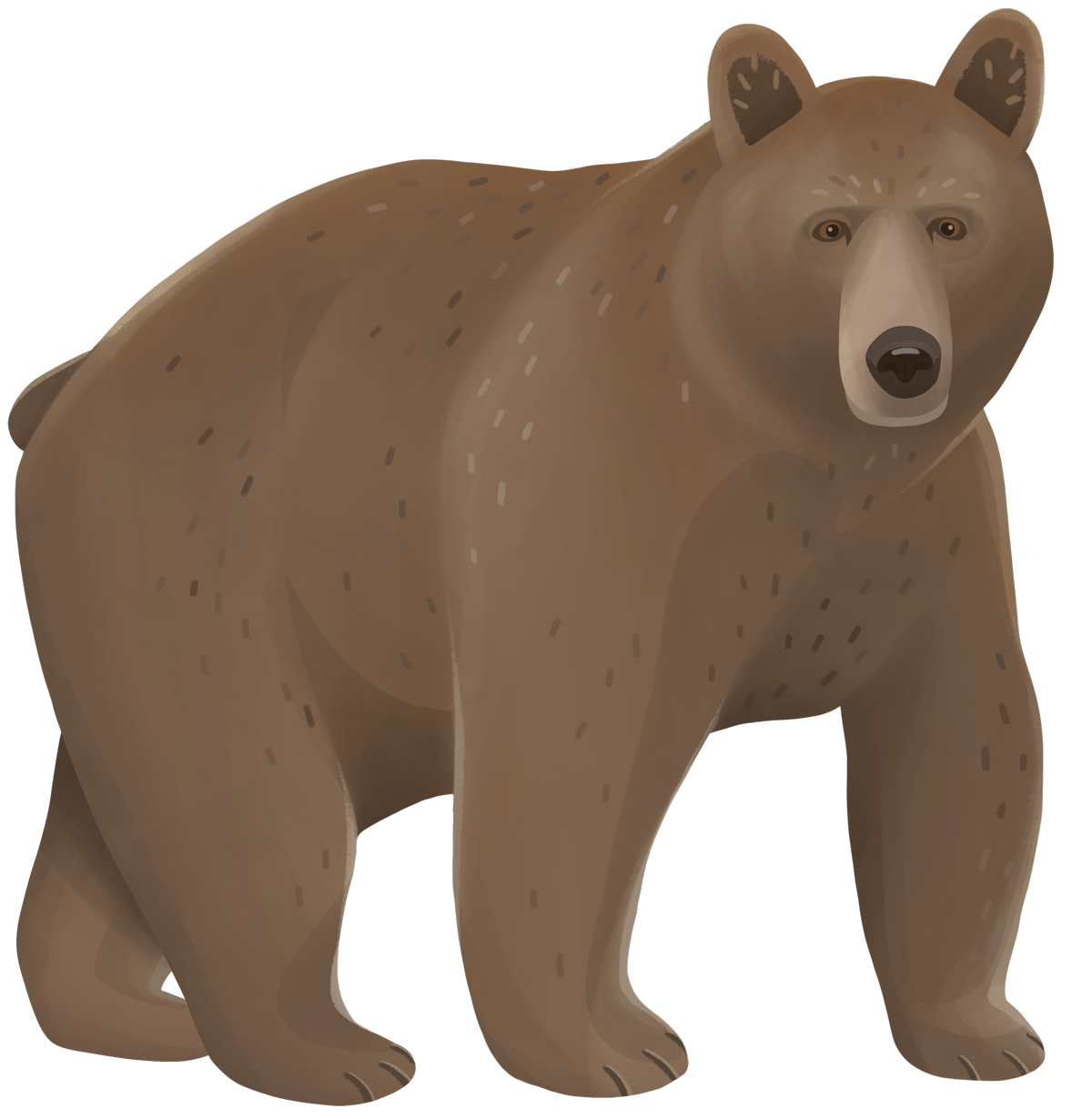 Björn