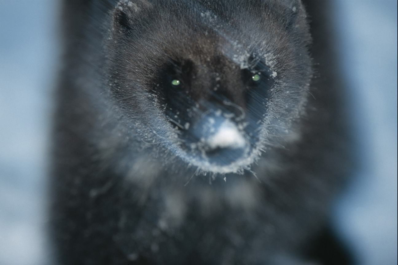  -  © Staffan Widstrand