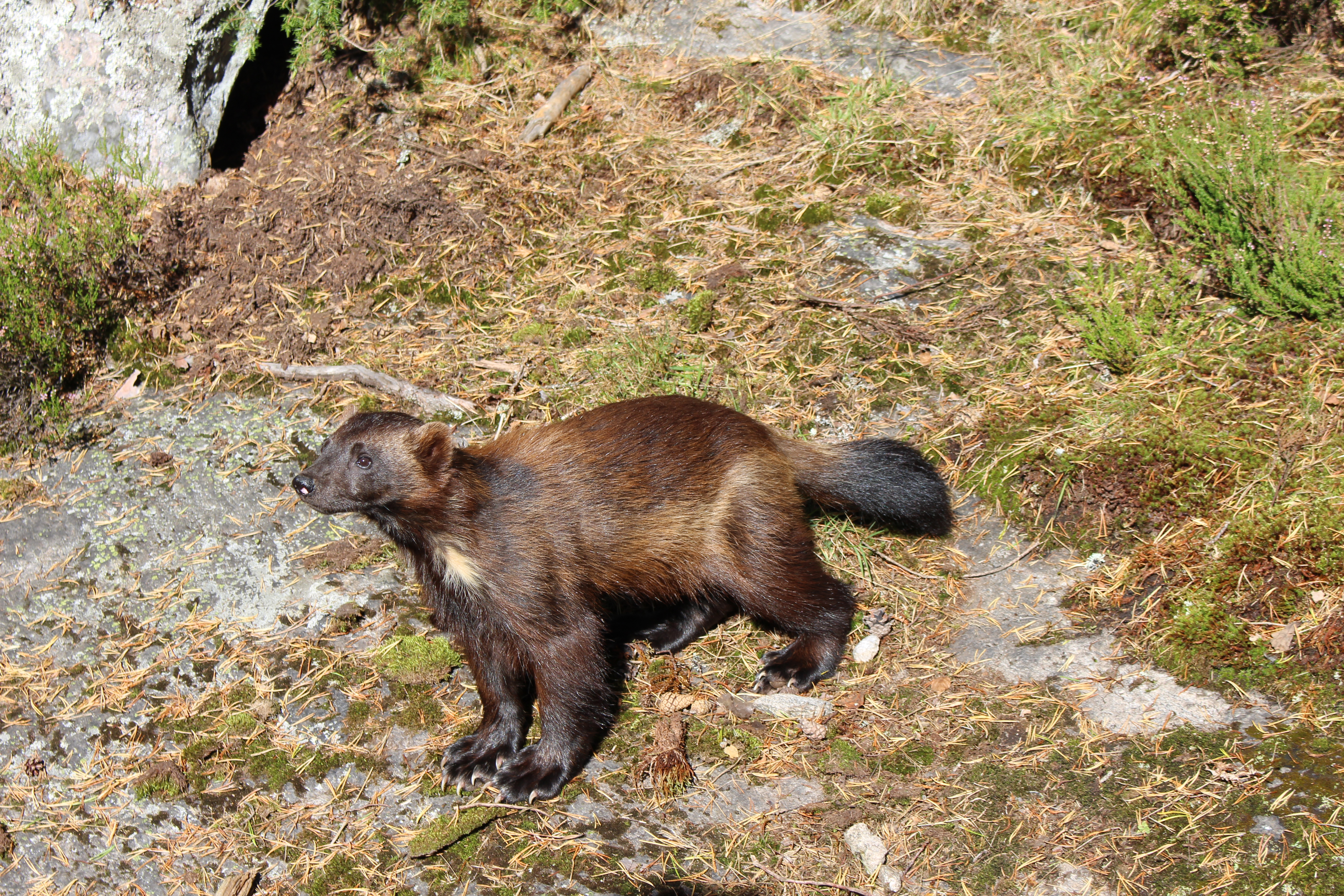   -  © Rovdjurscentret De 5 Stora