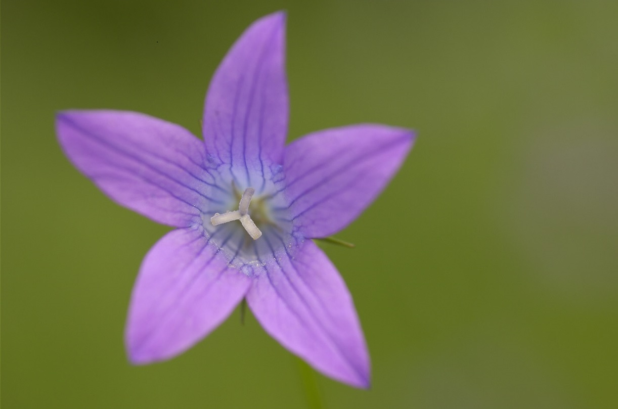 Blomma