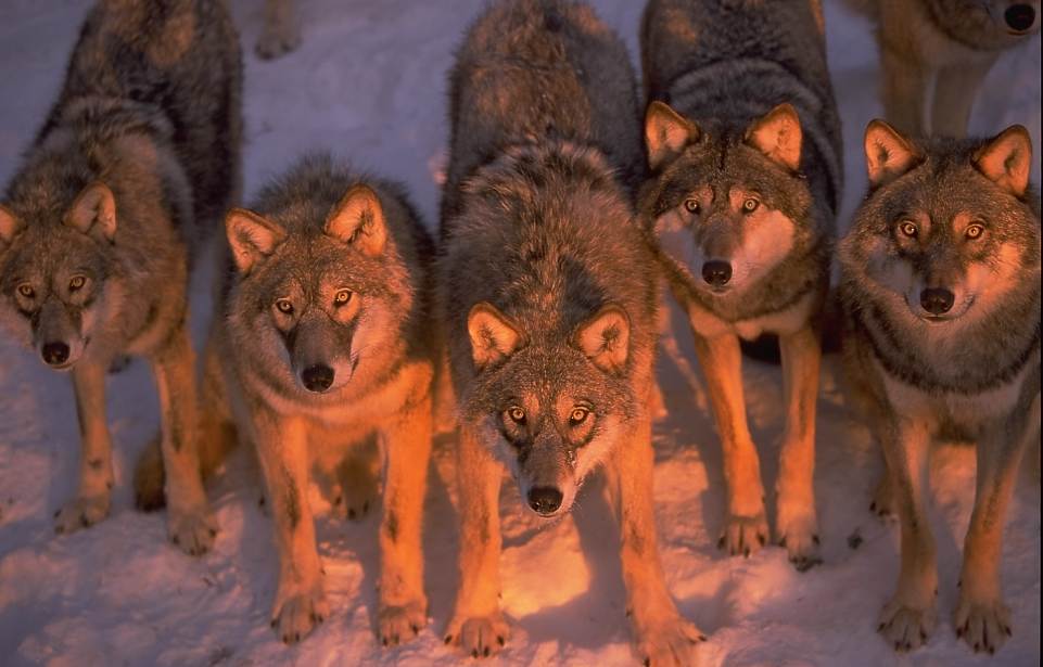 Vargflock