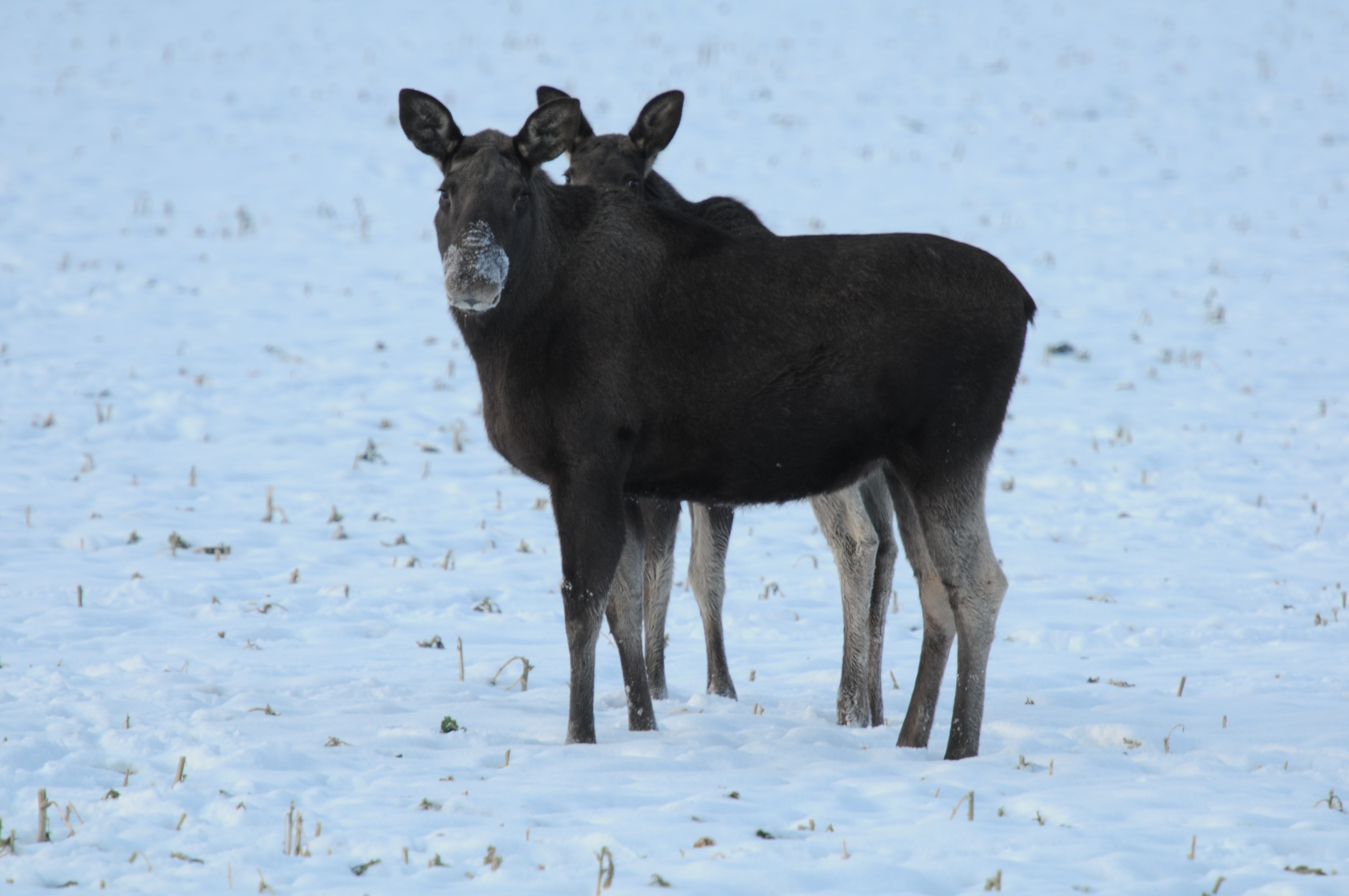 Älg står högt upp på vargens meny!  -  © Stephan Gäfvert