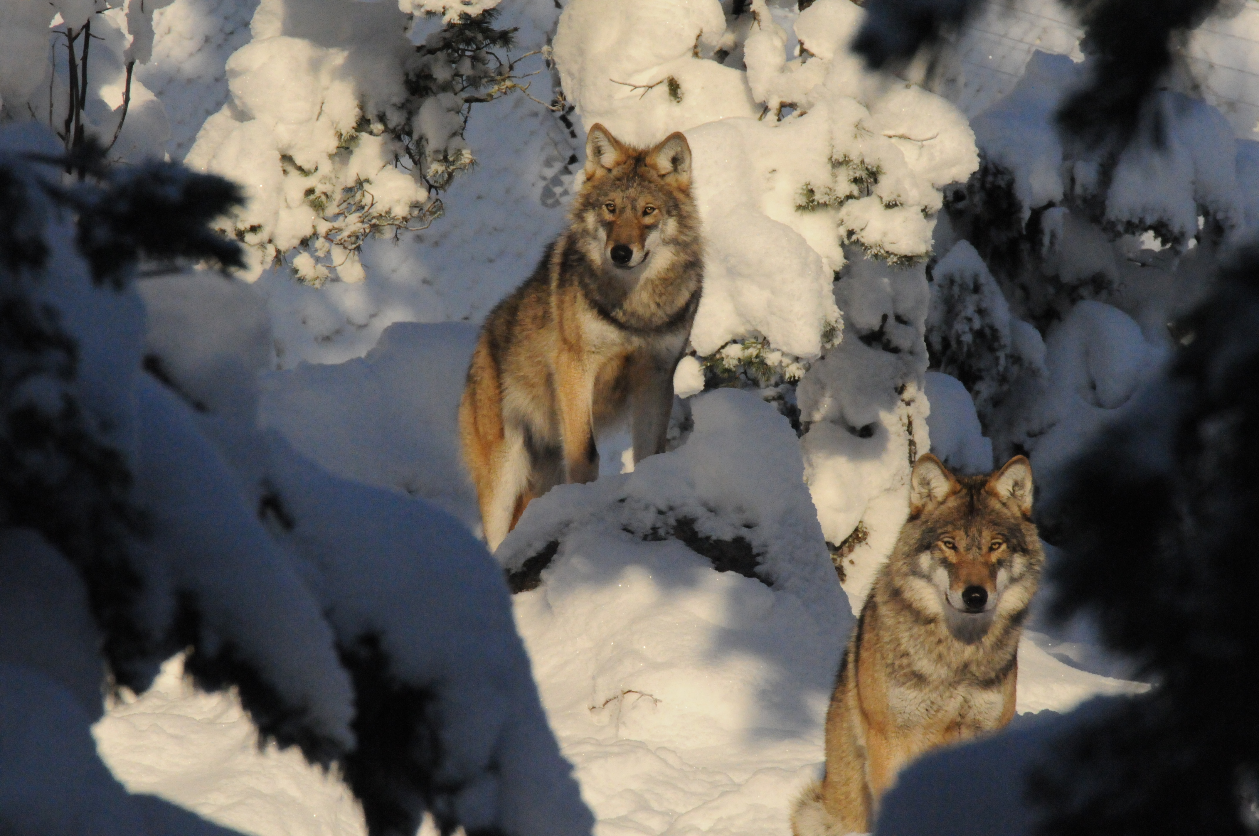 Två vargar i snö -  © Stephan Gäfvert